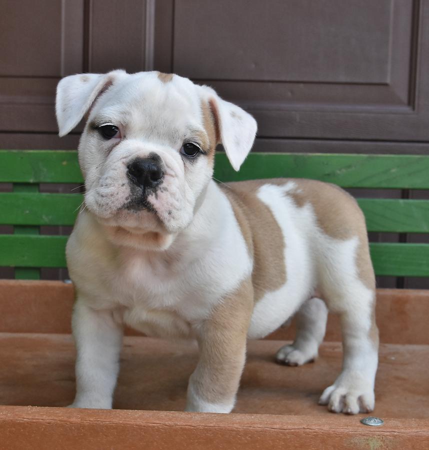 Blue tri olde english hot sale bulldog puppies for sale