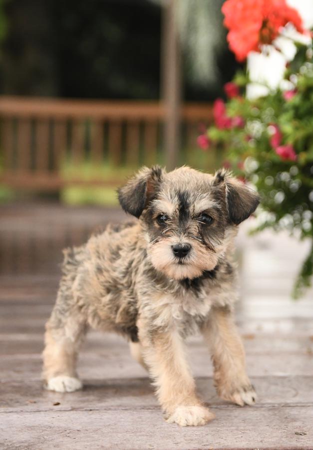 Miniature Schnauzer Puppy Shipping & Delivery by Rojos Miniature Schnauzers