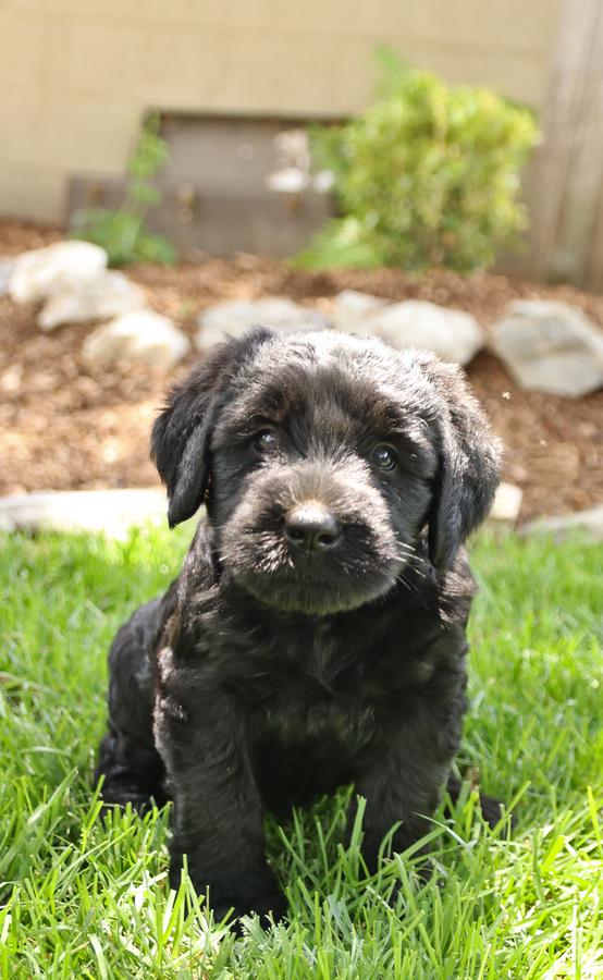 Great dane giant sales schnauzer mix