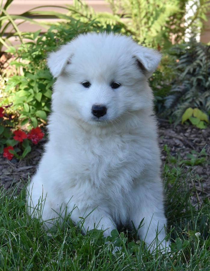 Pictures of hot sale samoyed puppies