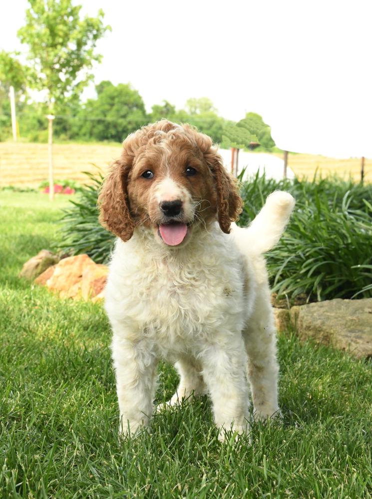 Photo of Standard Poodle