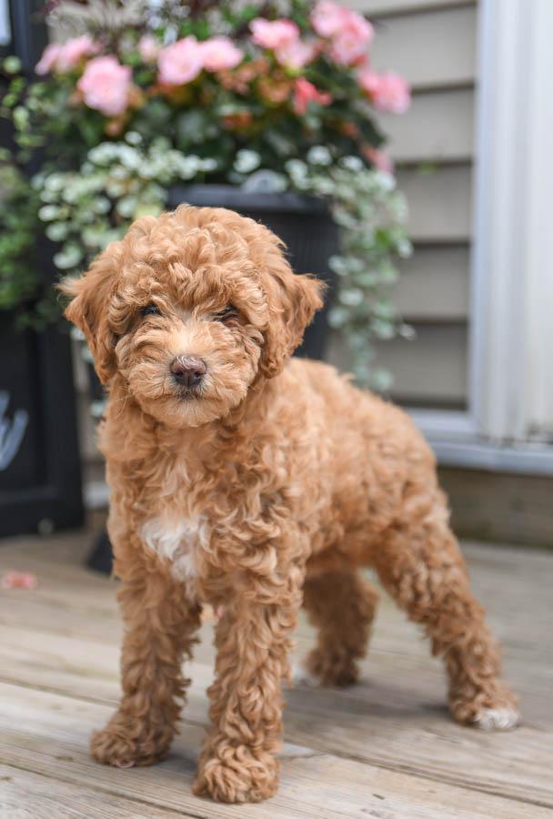 Grey toy poodle deals puppies for sale