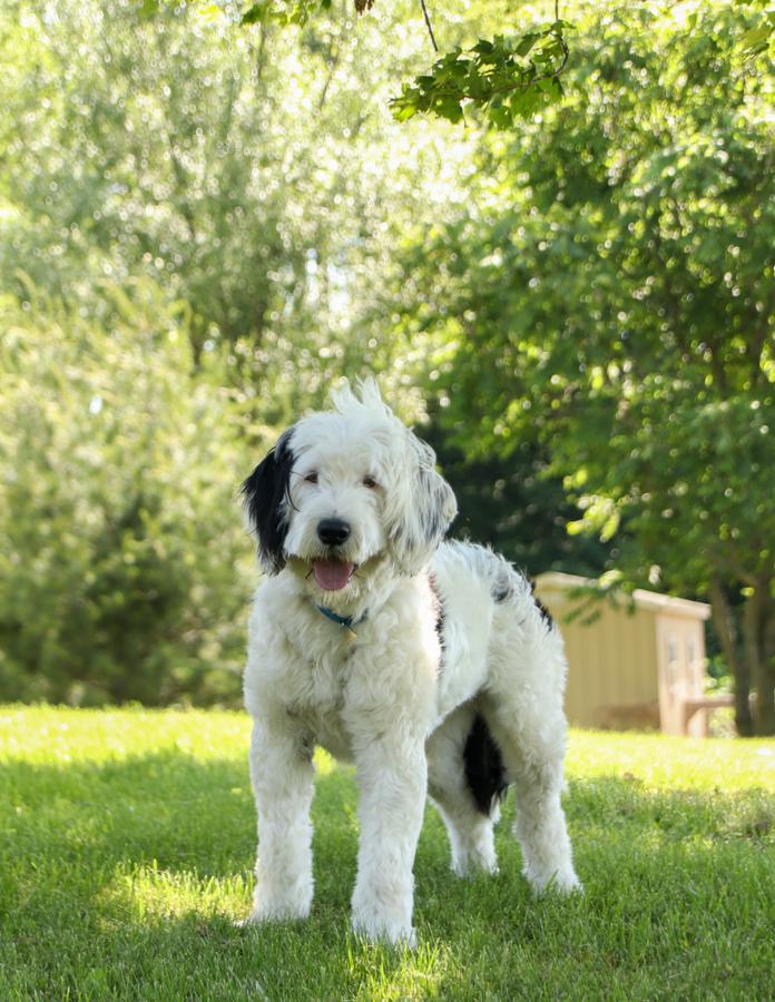 Photo of Portuguese Water Dog