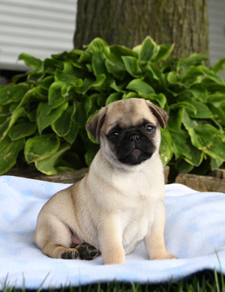 Buying a hot sale pug puppy