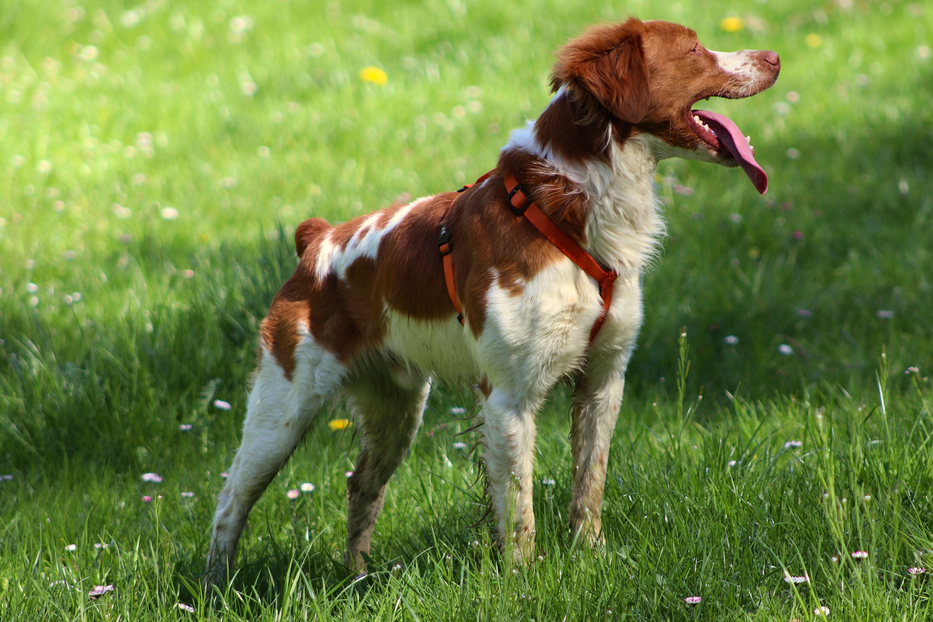 Photo of Brittany Spaniel