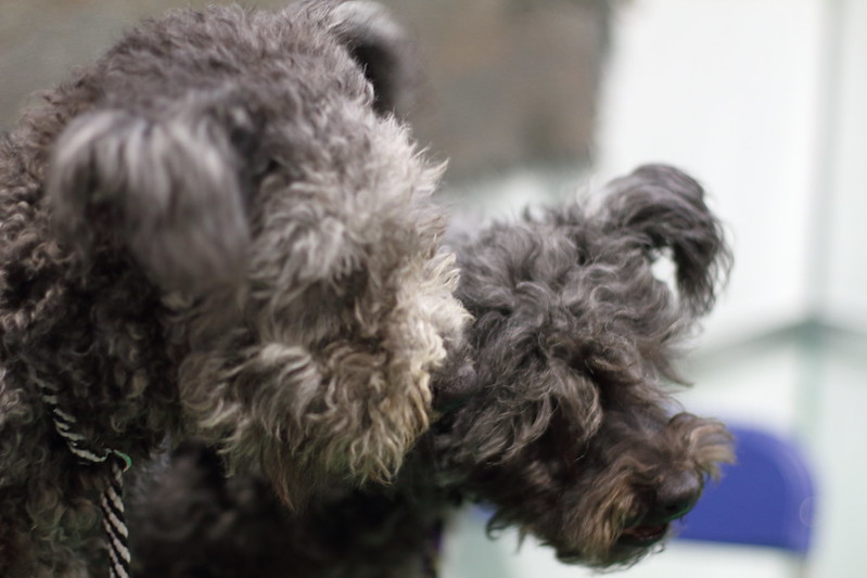 how much does a pumi dog cost