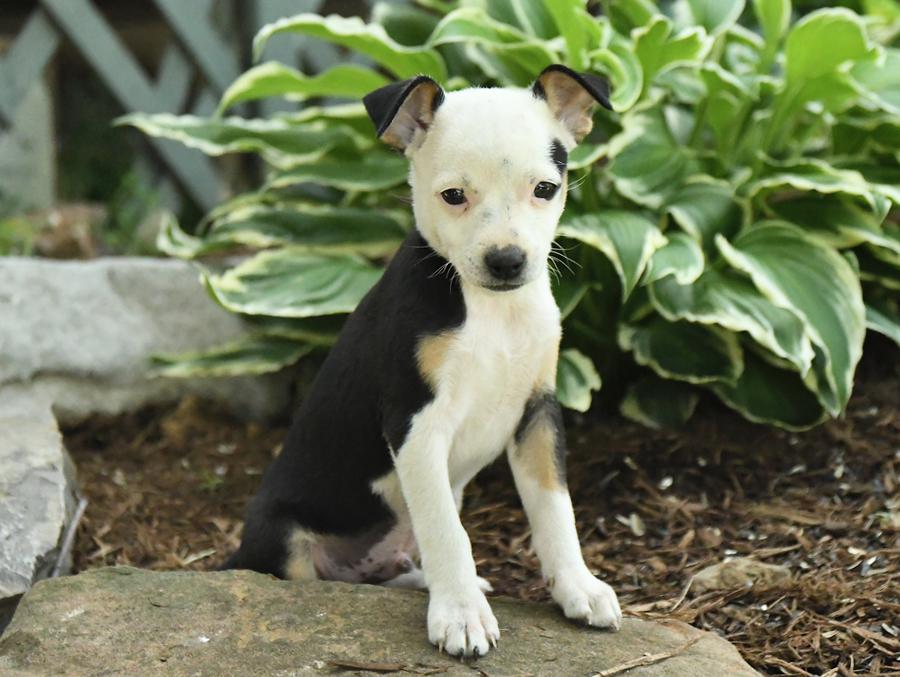 Miniature rat deals terrier breeders