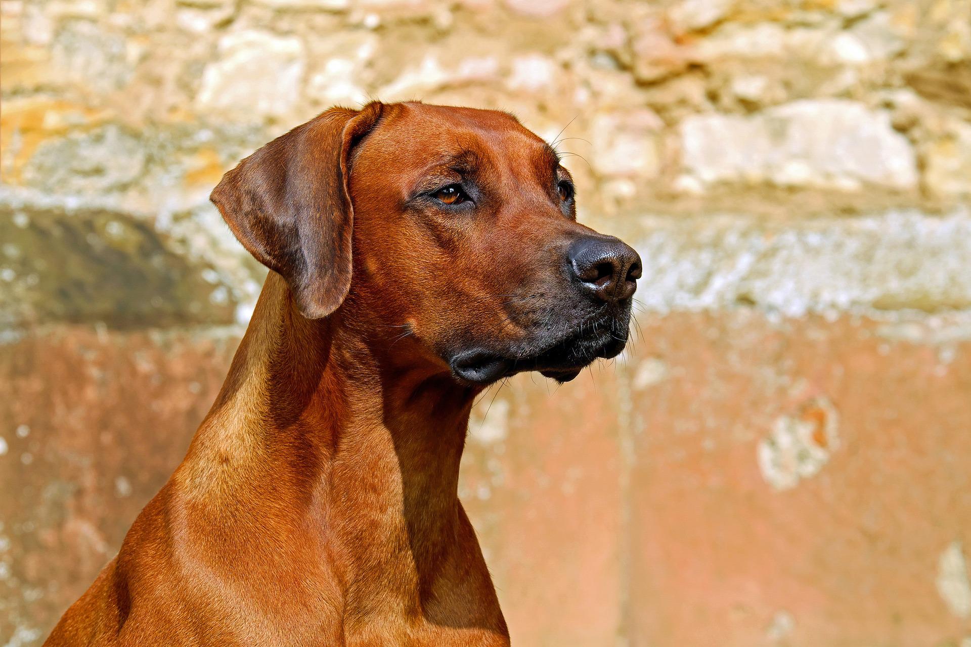 Photo of Rhodesian Ridgeback