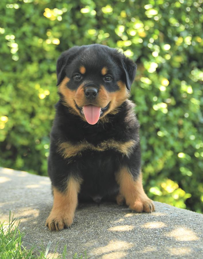 Docked rottweiler discount puppies for sale