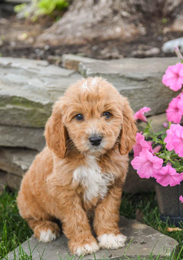 Multi colored goldendoodles sales for sale