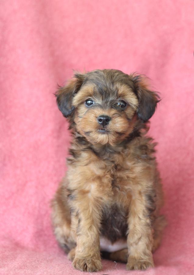 Sheltie deals poodle mix