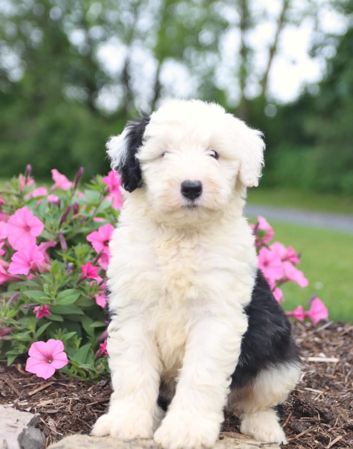 Photo of Sheepadoodle