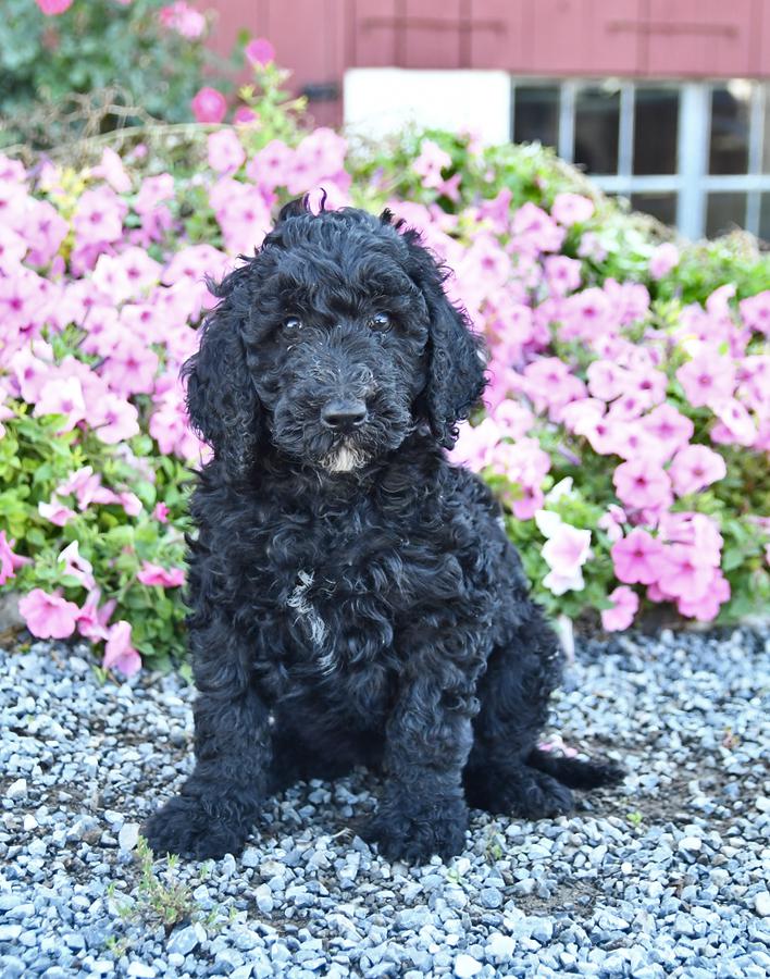 Lab poodle hot sale mix black