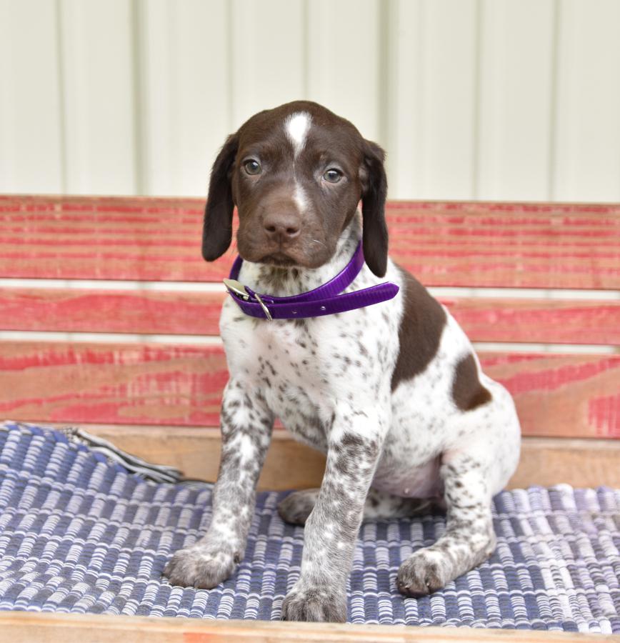 Gsp sales dog puppy