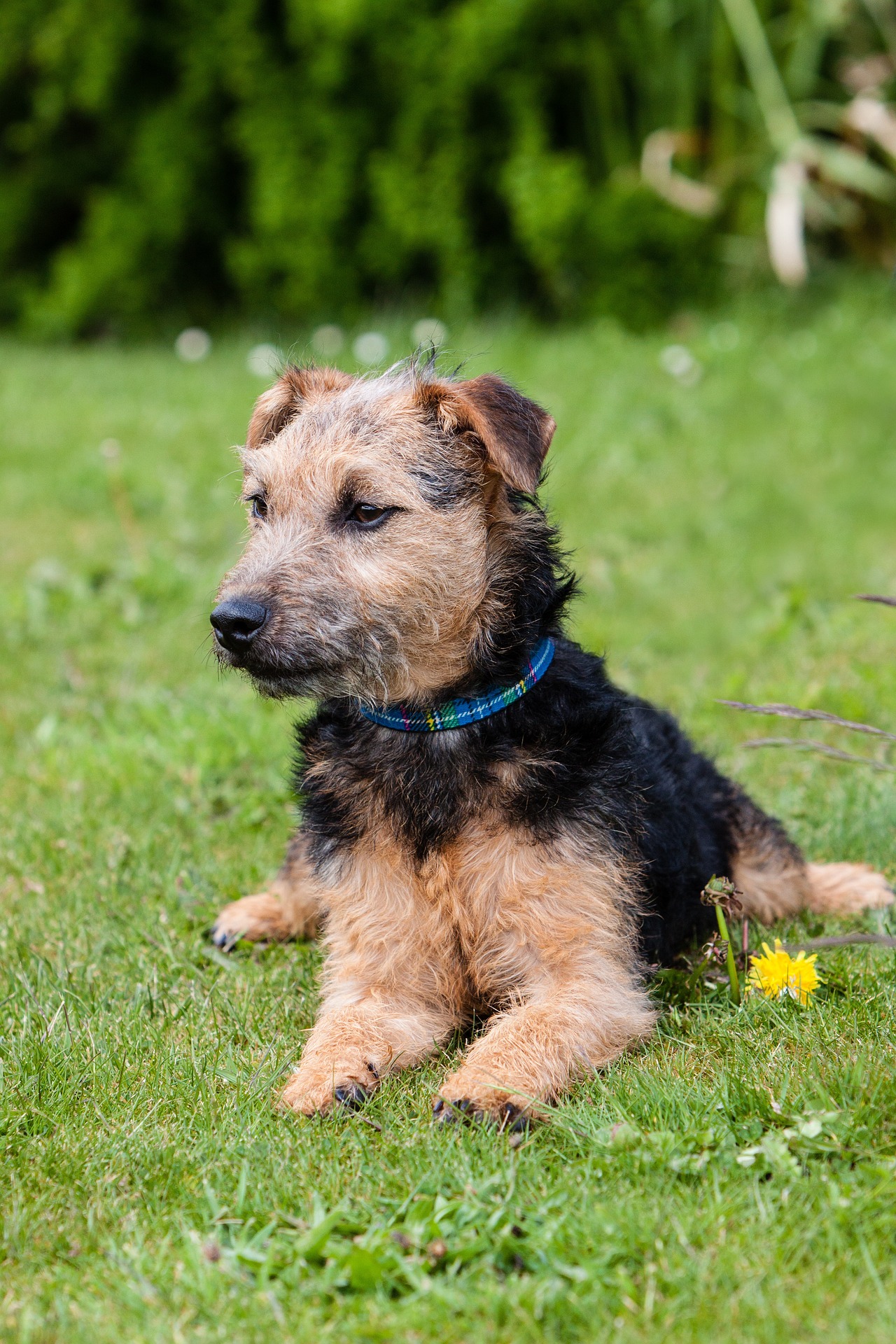 Lakeland shop terrier puppies