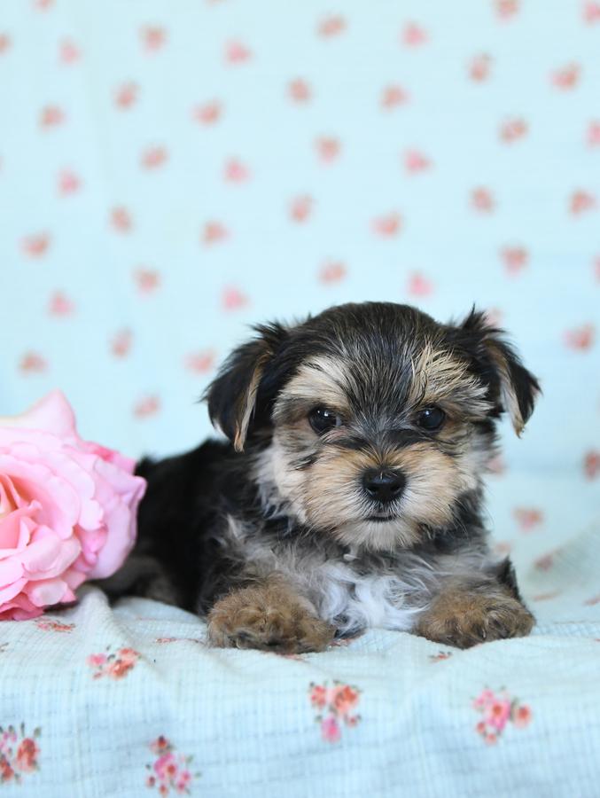 morkies puppies