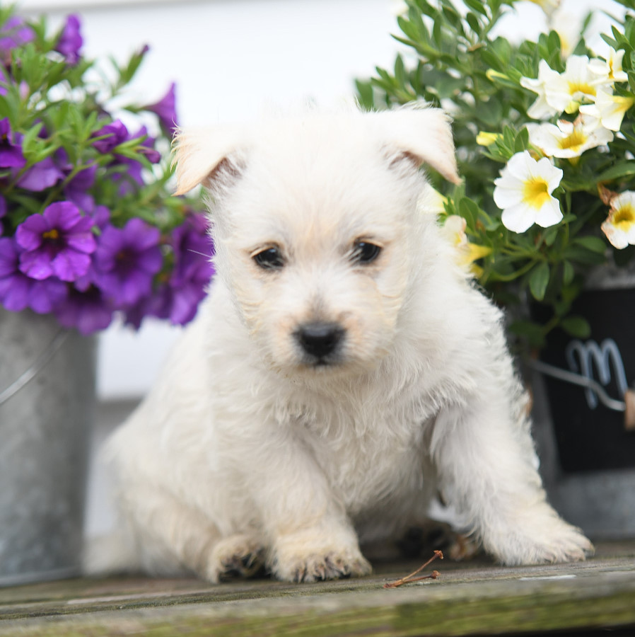 Blonde cairn hot sale terrier puppies