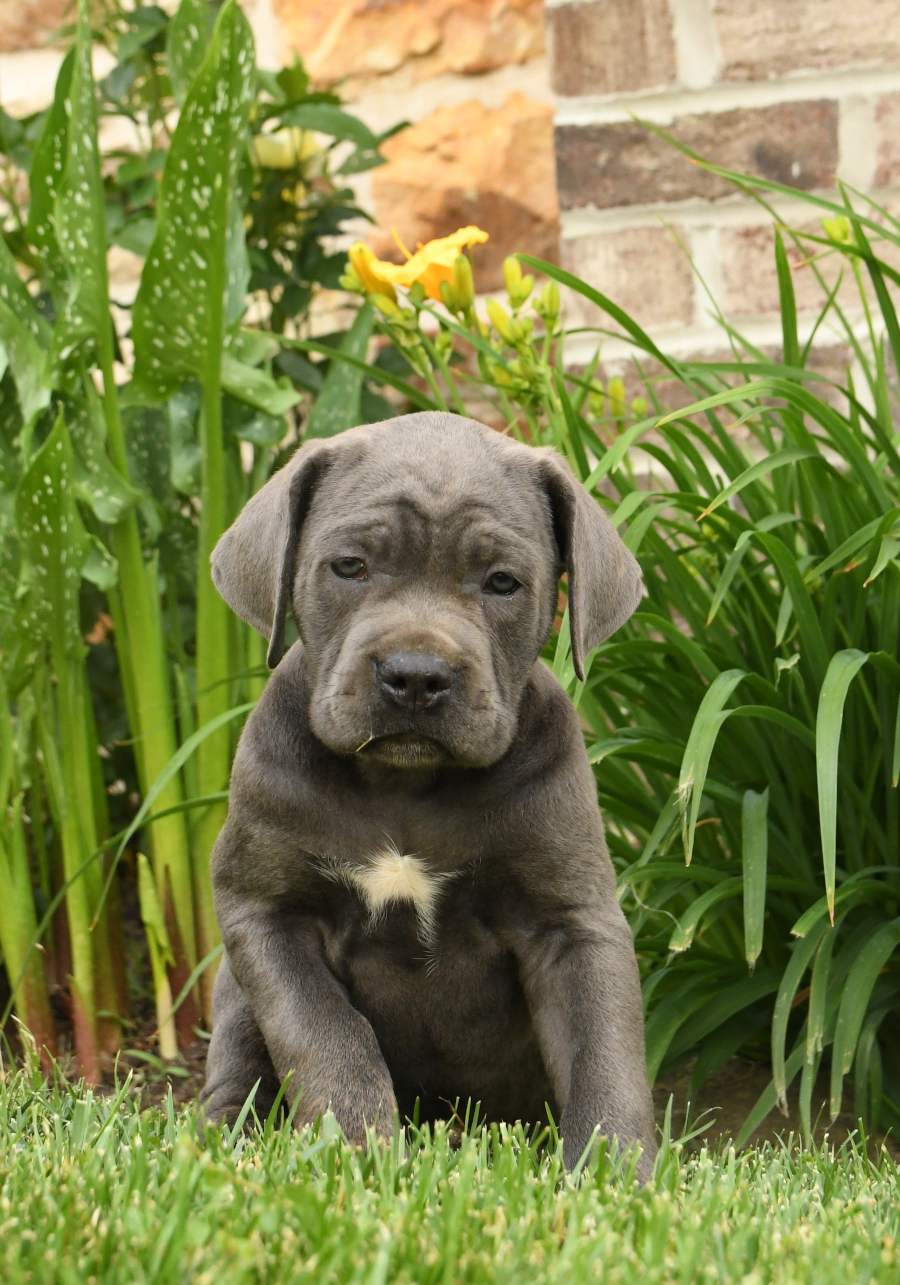 Only These Dog Breeds Can Face a Cane Corso 