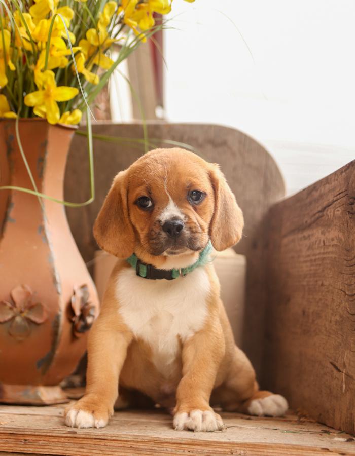 Photo of Puggle