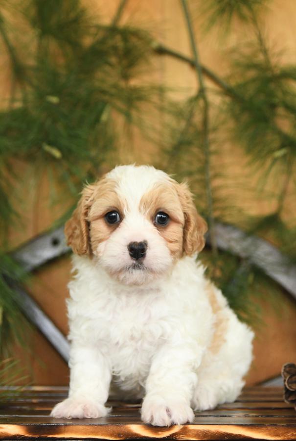 Photo of Cavachon