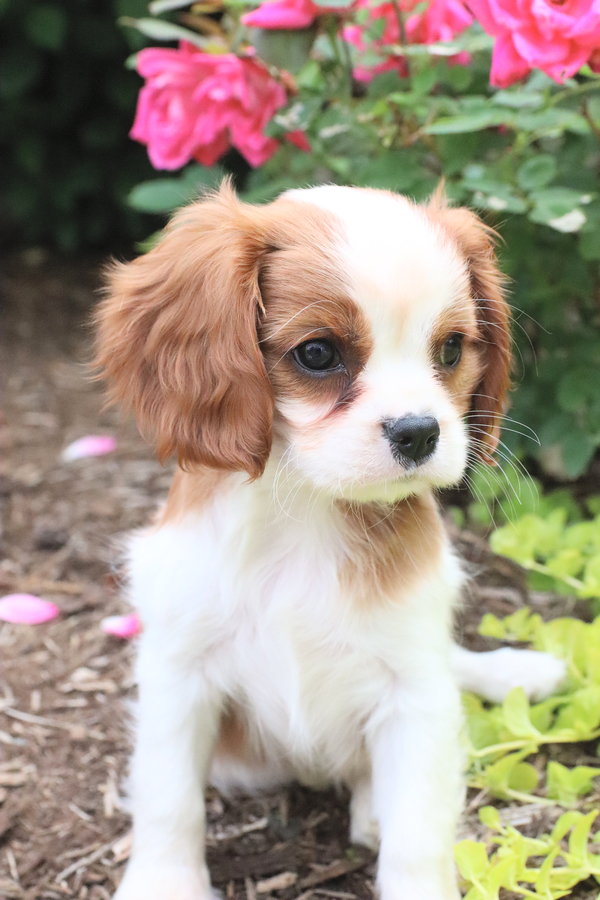 Cavalier hot sale dog mix