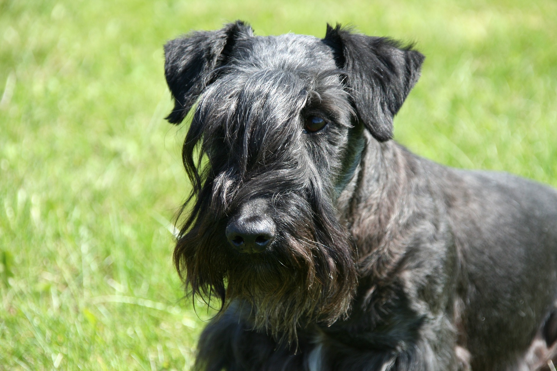 Photo of Cesky Terrier