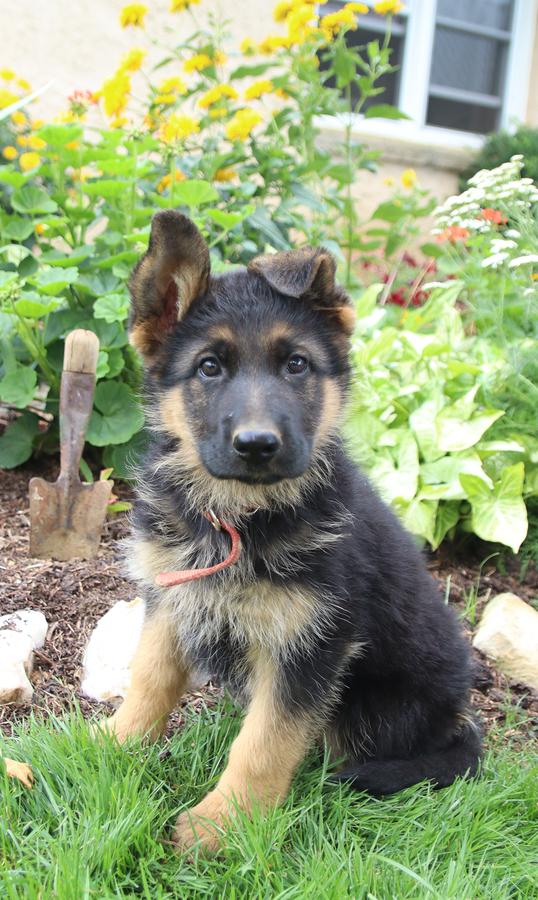 Medium haired shop german shepherd puppy