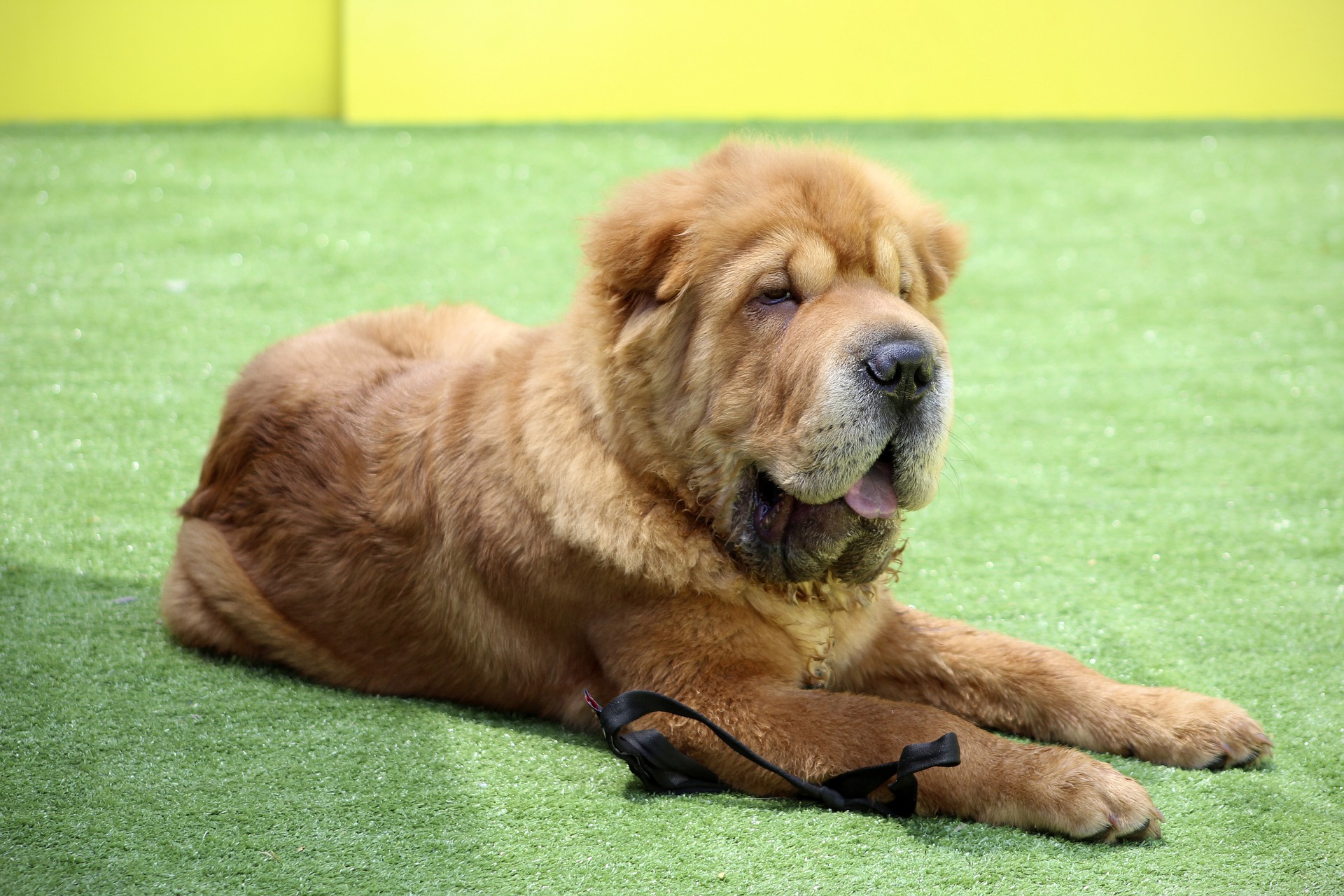 Photo of Chinese Shar-Pei