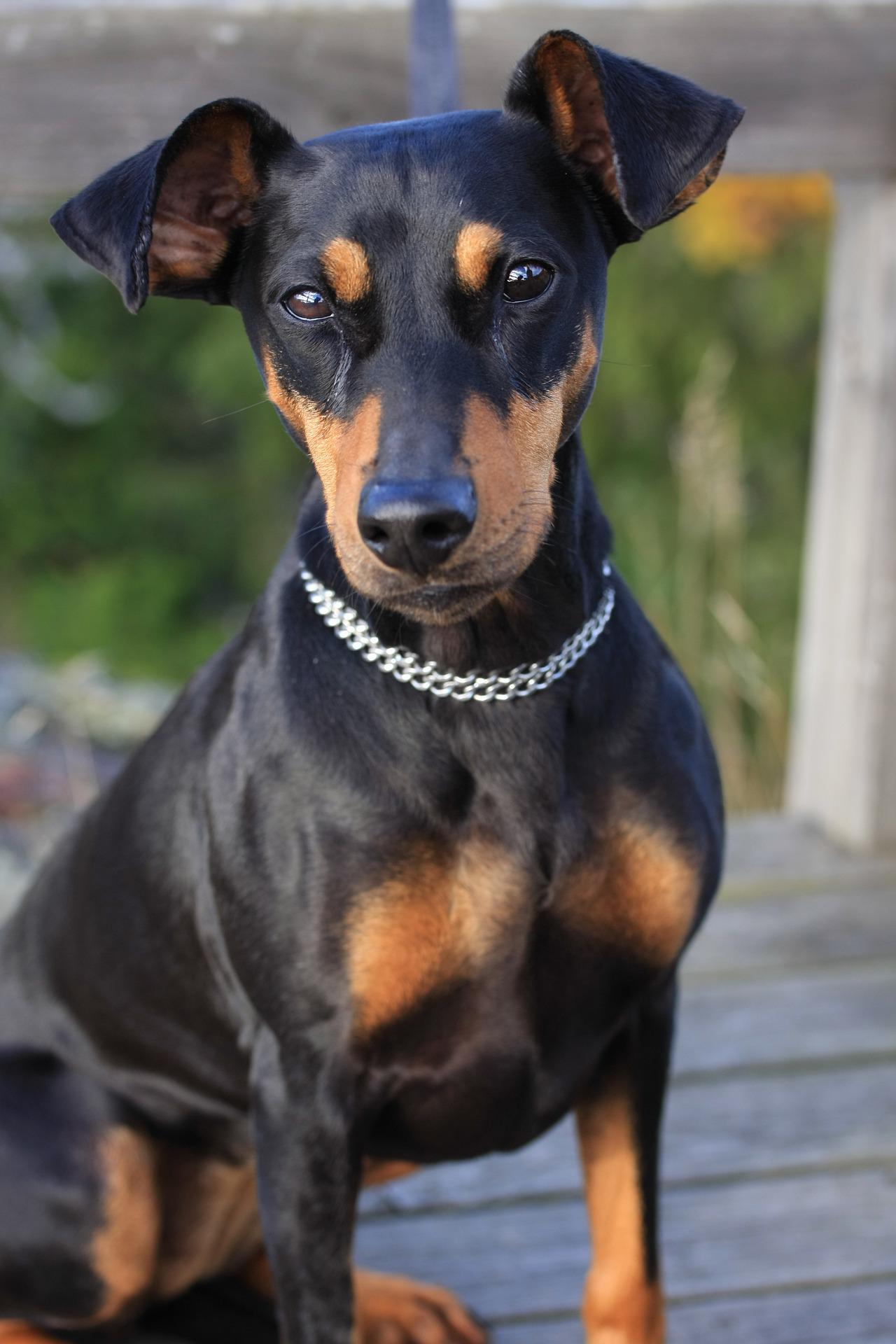 Photo of German Pinscher