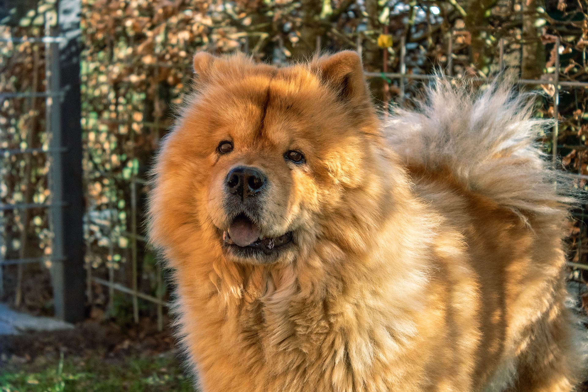 Photo of Chow Chow