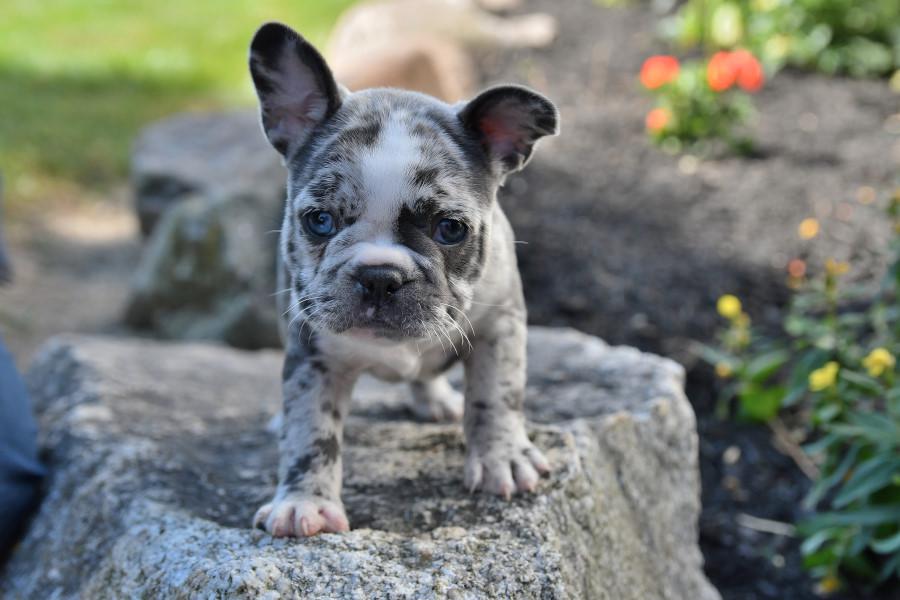 French Bulldog Breeder Texas - French Bulldog Male Texas - Male