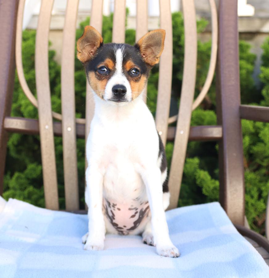 Photo of Smooth Fox Terrier