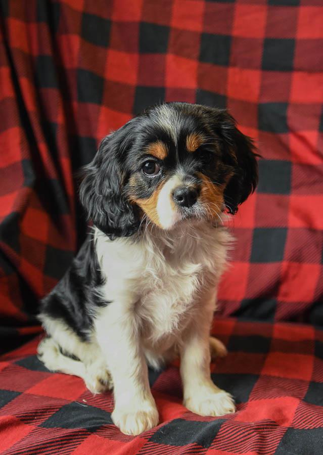 Spaniel cross deals puppies for sale