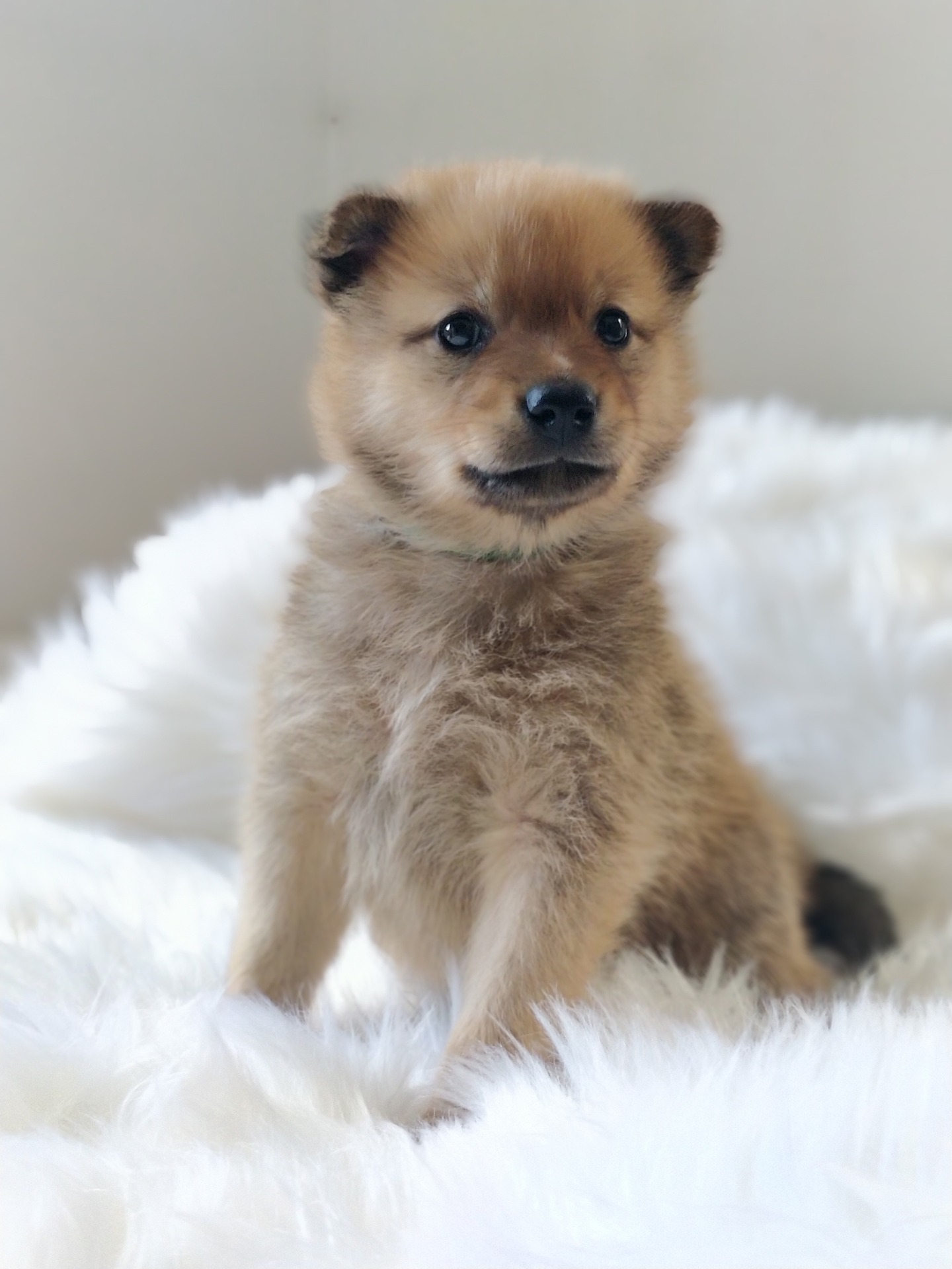 Spitz puppies deals for sale