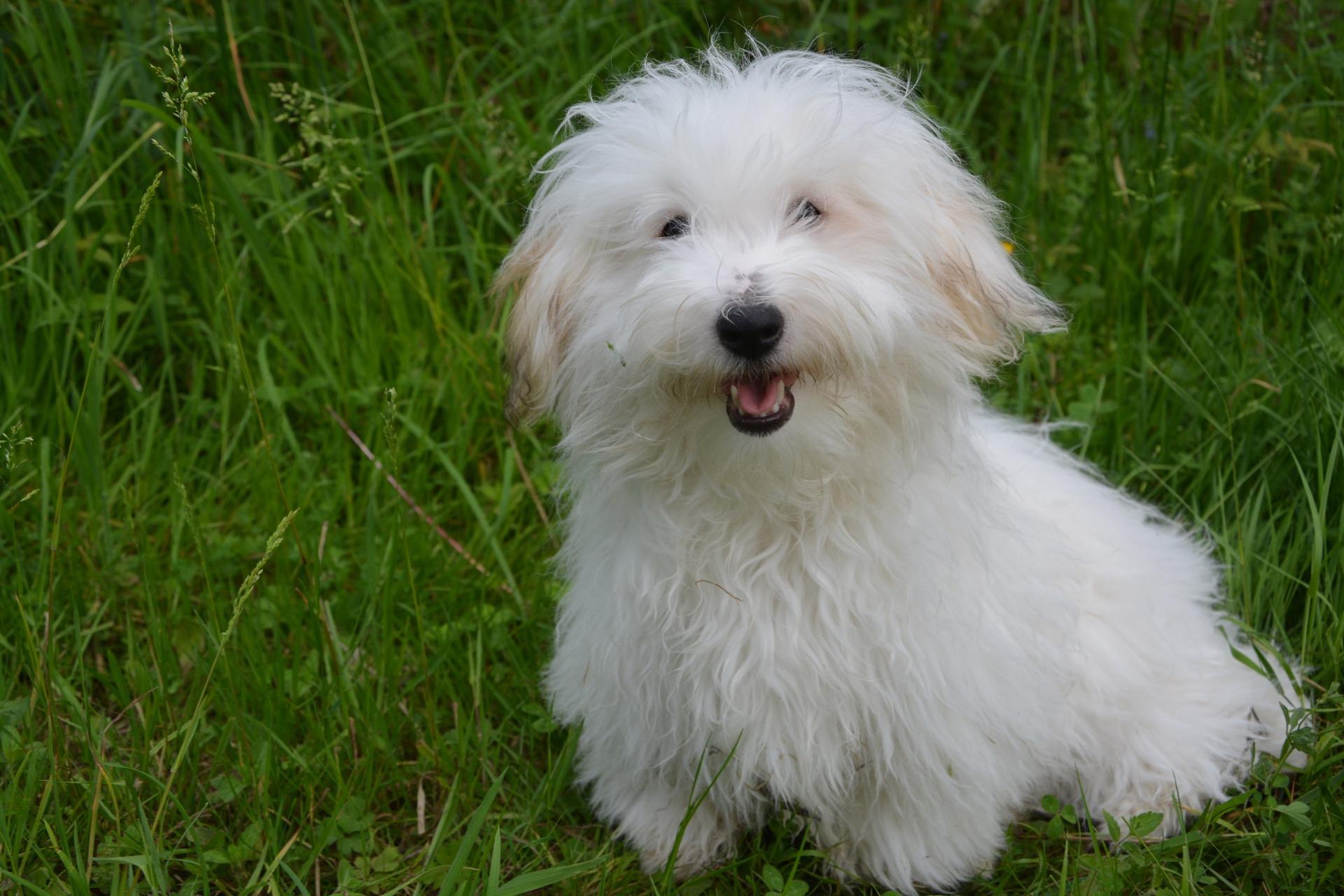 Coton de tulear cavalier deals king charles spaniel mix