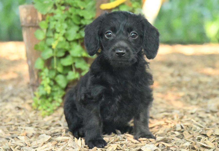 Dachshund and poodle mix sales for sale