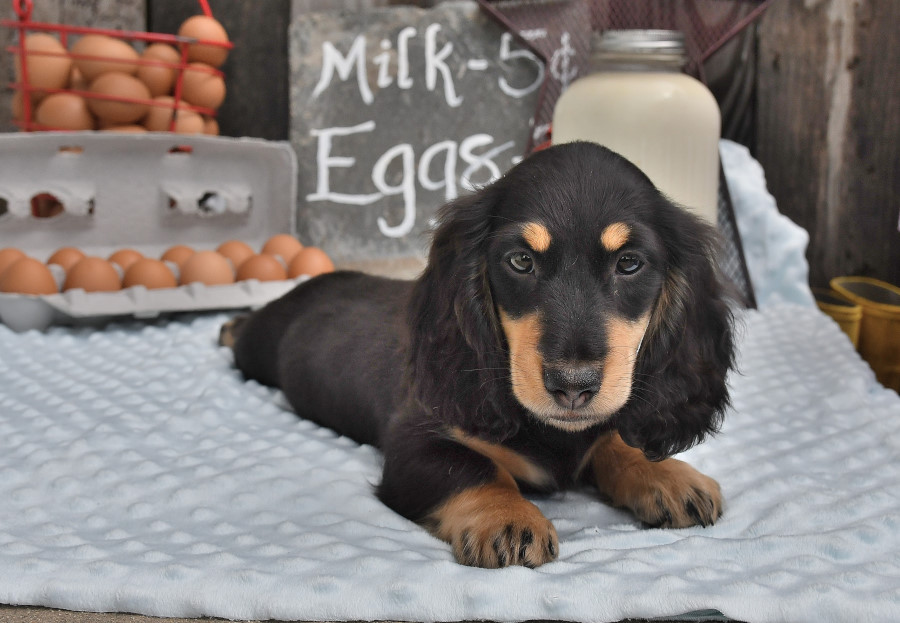 Mini smooth haired dachshund sales for sale