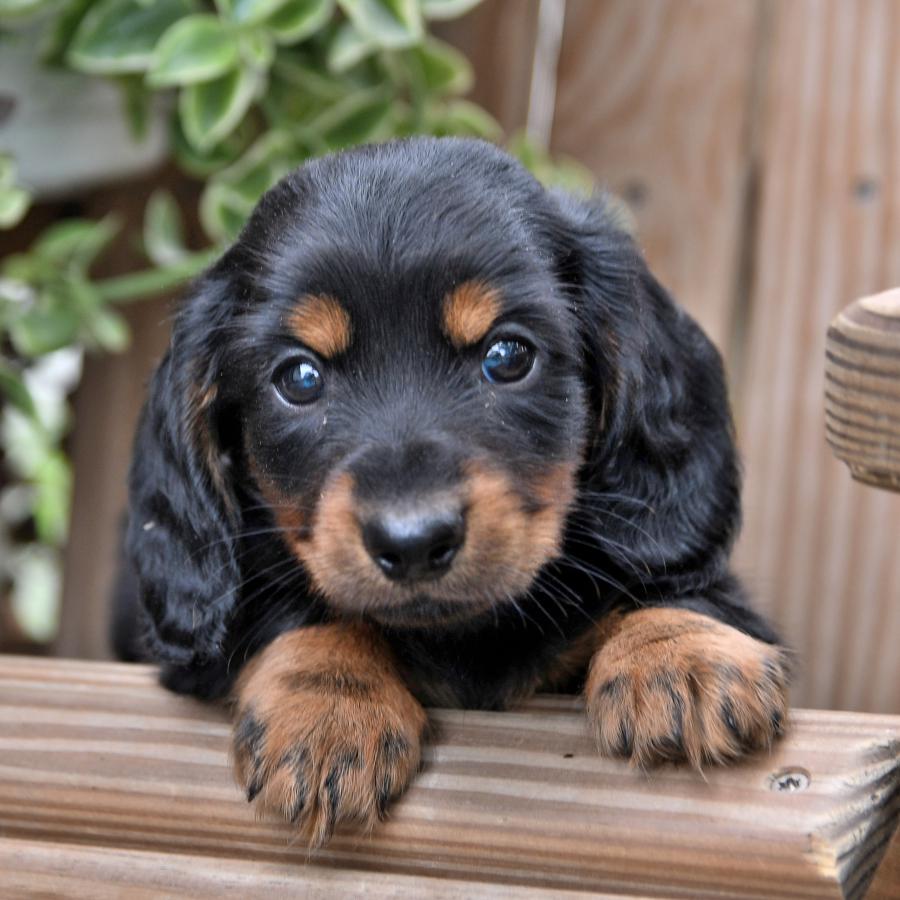 Cream Miniature Dachshund