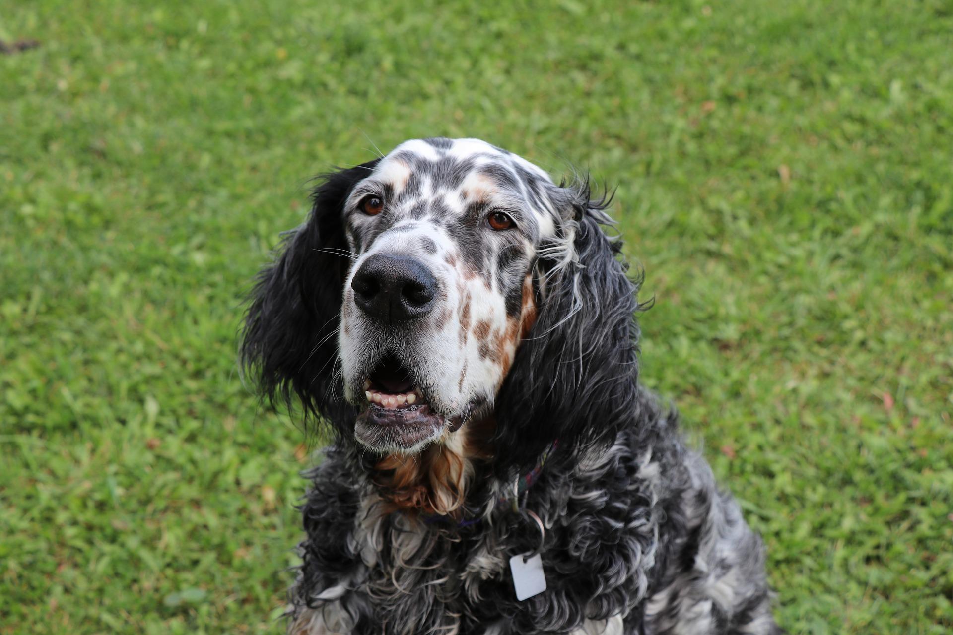 Photo of English Setter