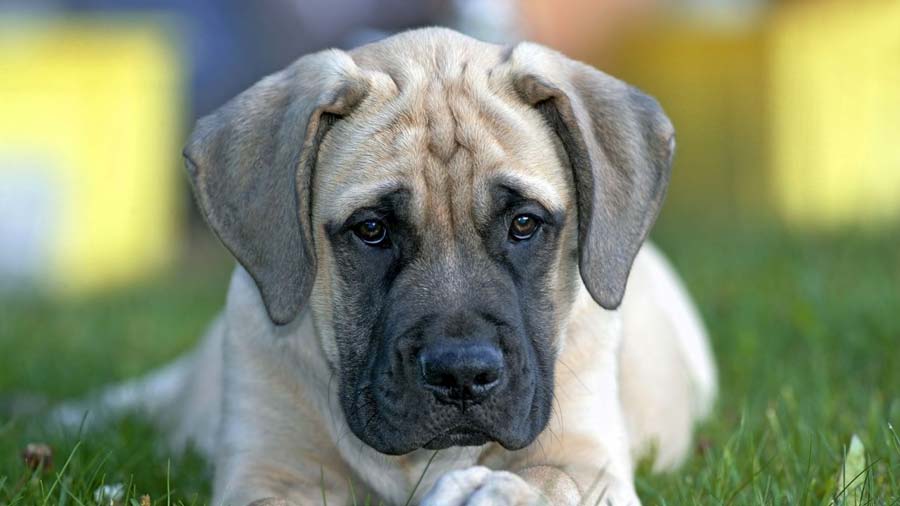 Photo of English Mastiff