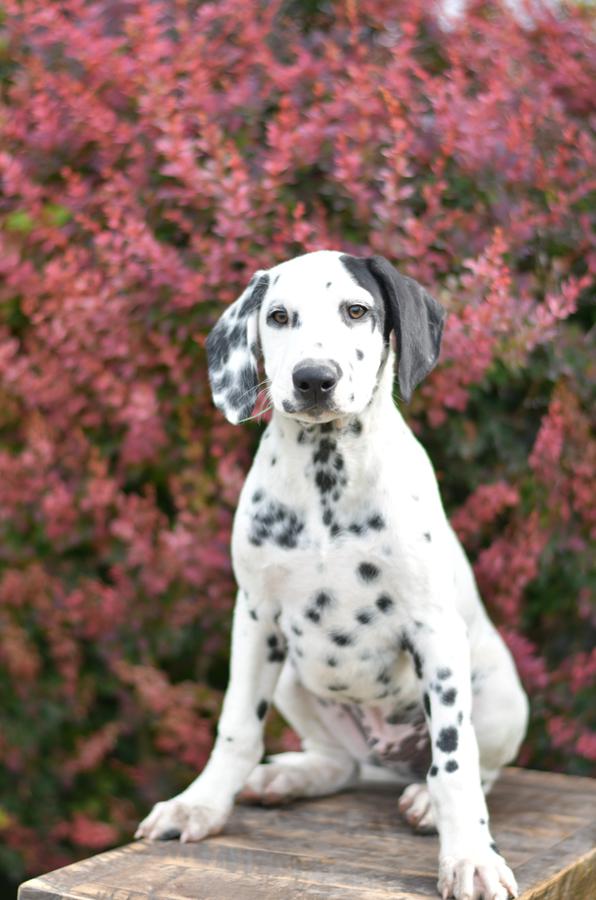 Deaf dalmatian deals puppies for sale