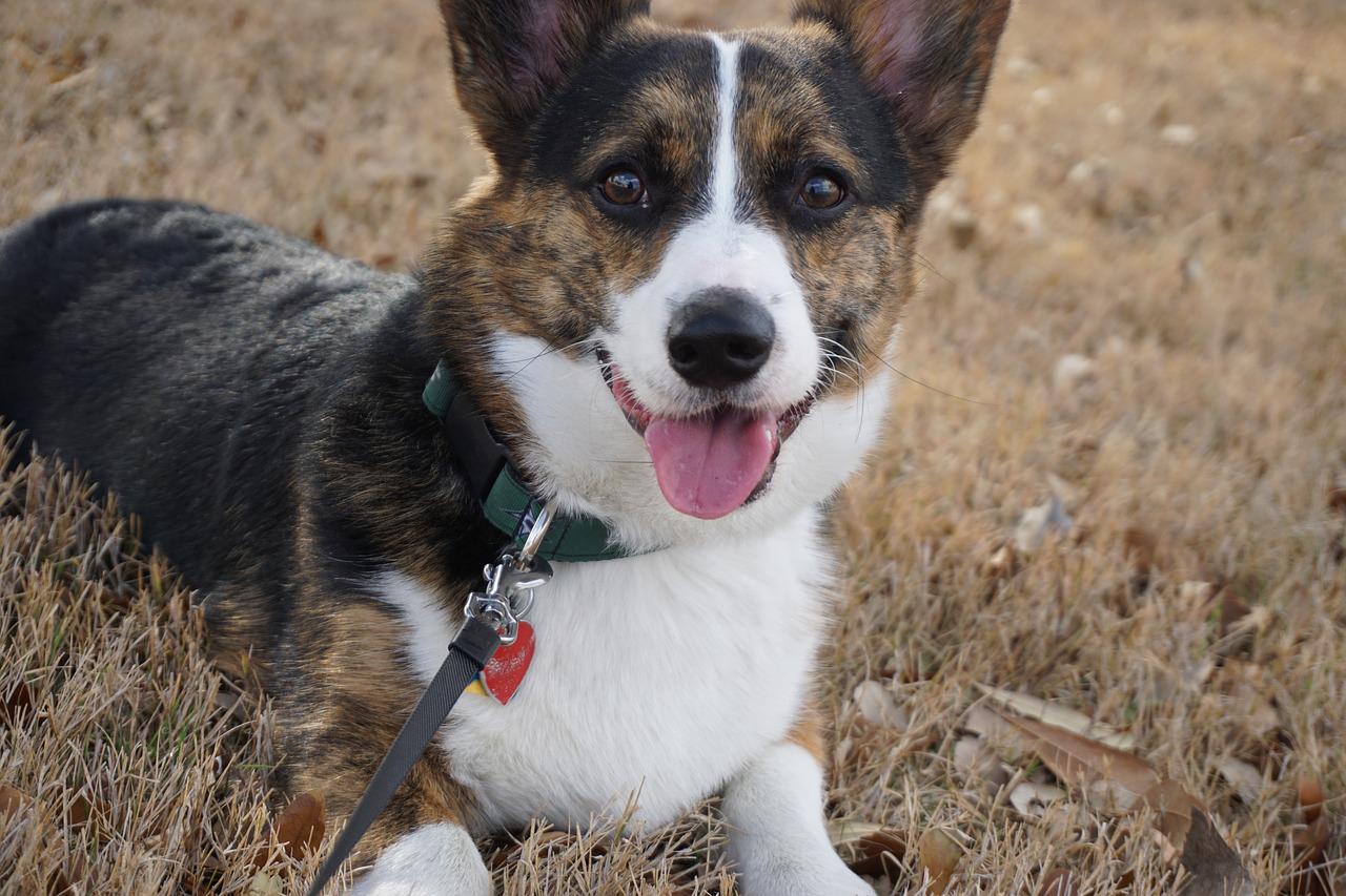 Photo of American Corgi