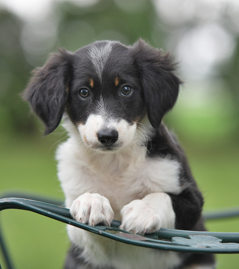 Photo of Aussiedoodle