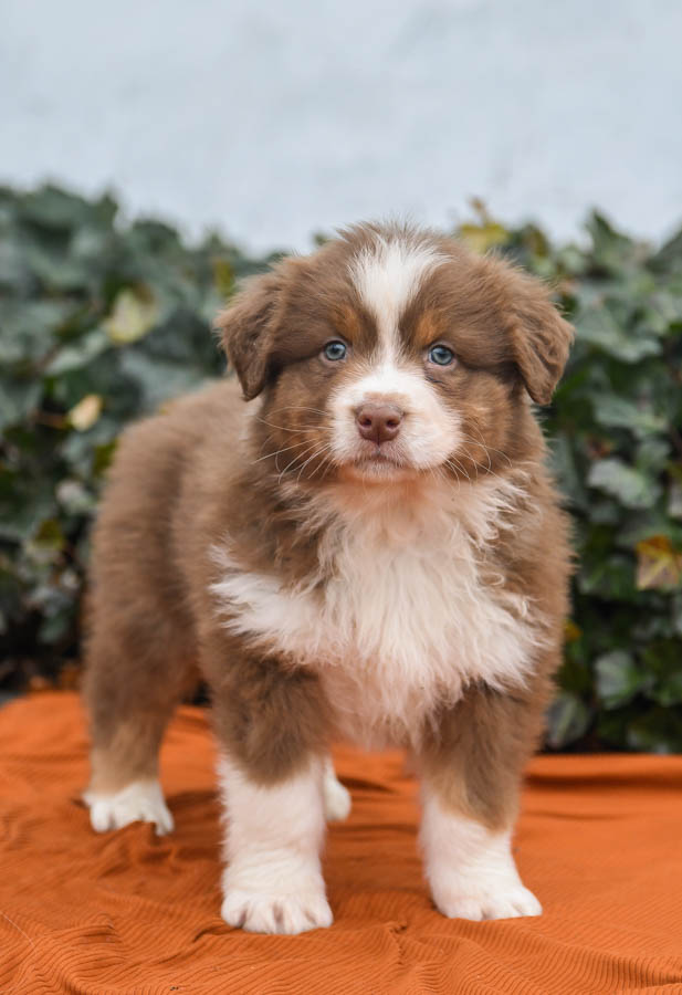 red merle australian shepherd mix