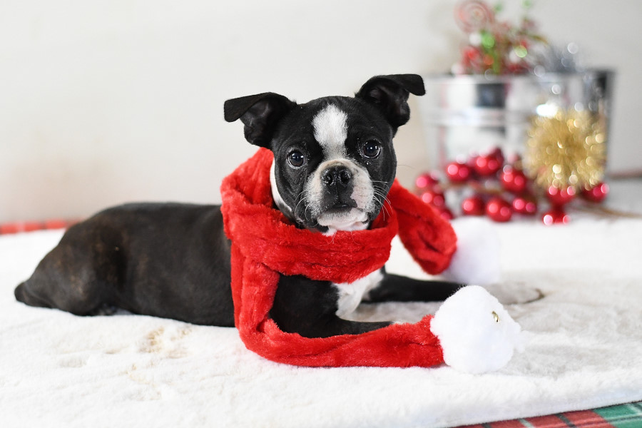 Miniature boston terrier discount puppies for sale