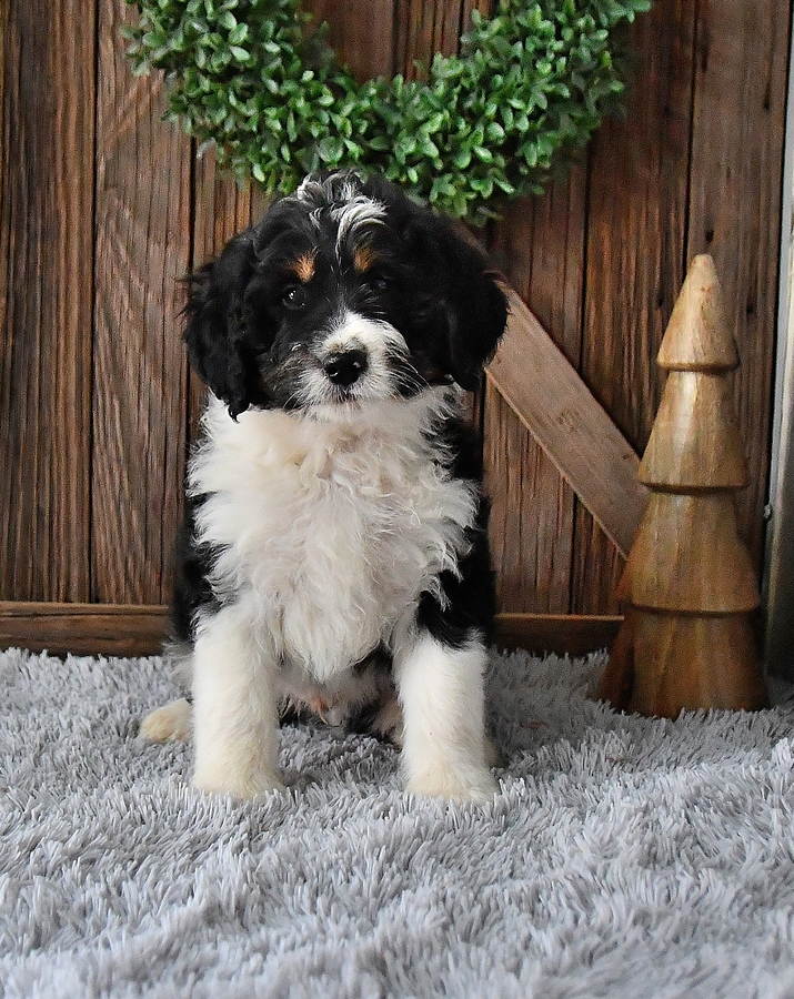 Photo of Bernedoodle