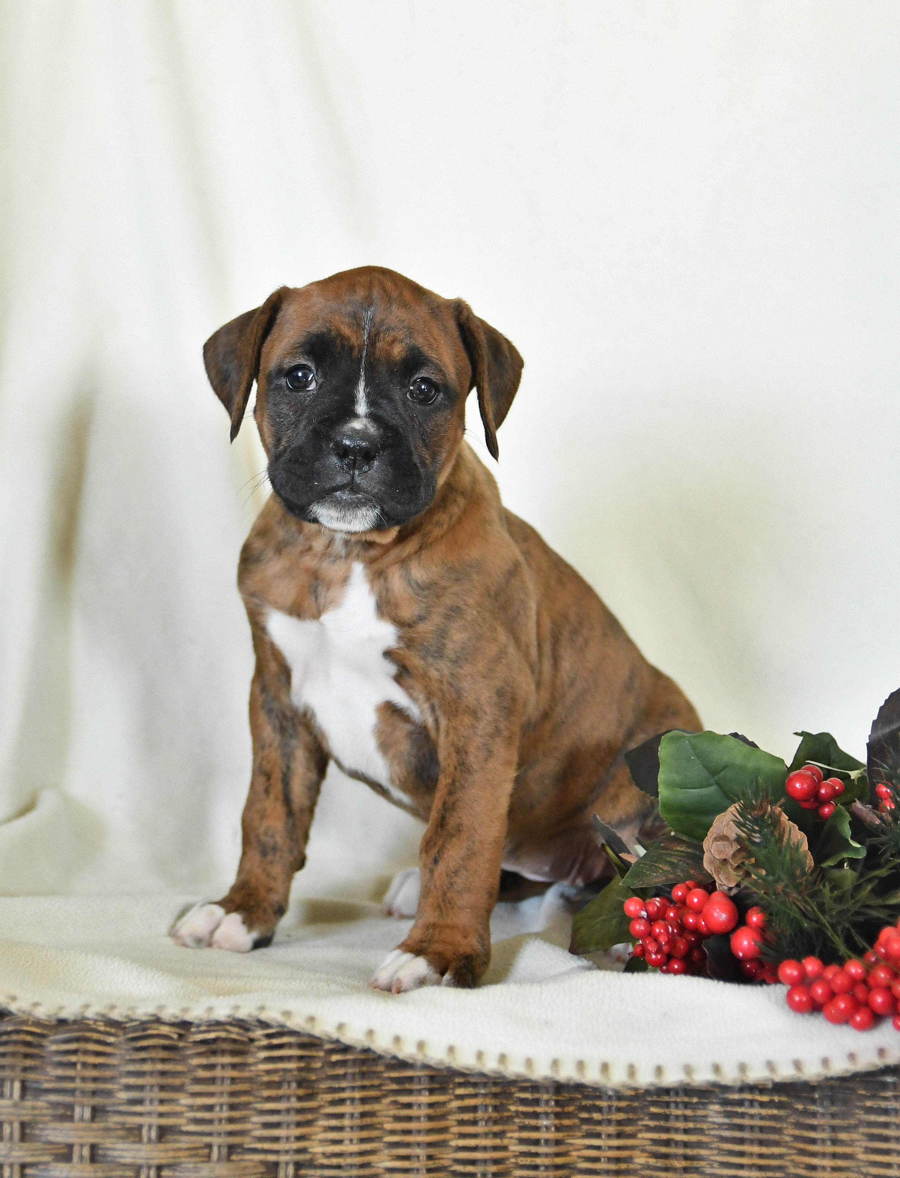 Photo of Boxer