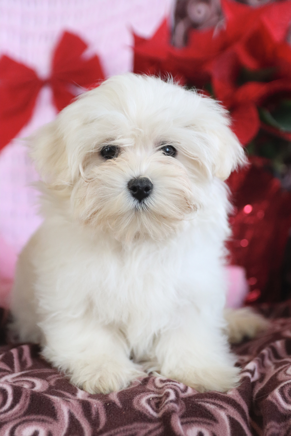 black and brown maltipoo