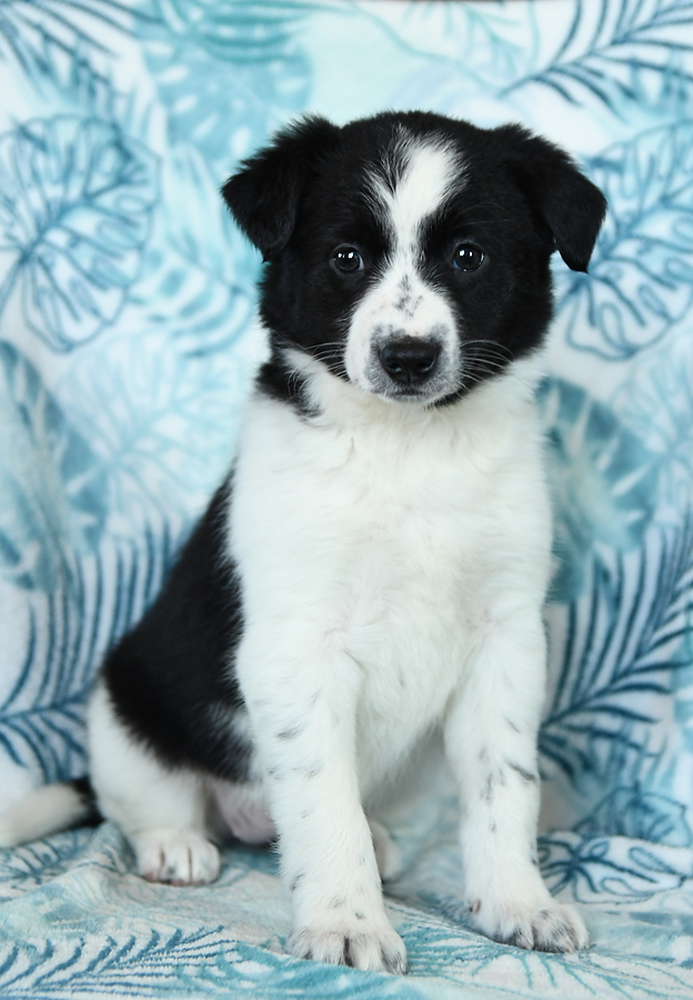 About The Breed: Border Collie