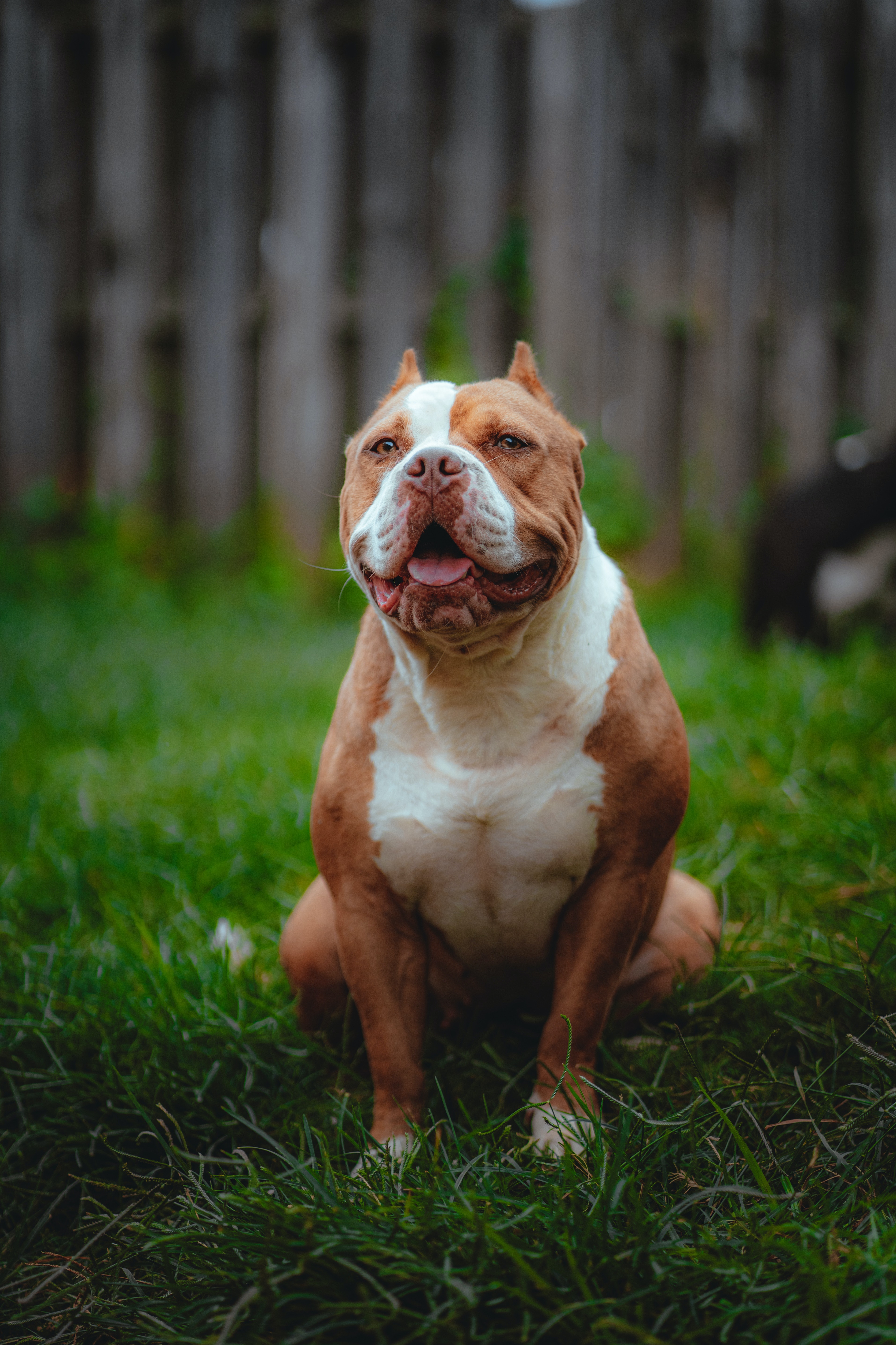 American Bully Pocket Stock Photo - Download Image Now - American